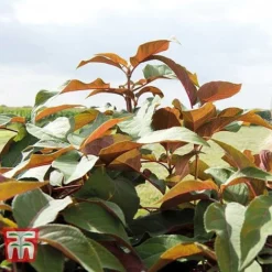 Hydrangea Aspera 'Hot Chocolate' 5 Hydrangea Aspera 'Hot Chocolate' -Fresh Sprout HYDR T62562 C