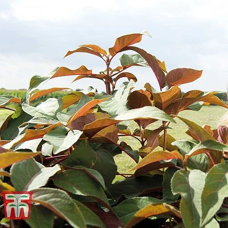 Hydrangea Aspera 'Hot Chocolate' 3 Hydrangea Aspera 'Hot Chocolate' - Image 3