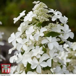 Hydrangea Paniculata 'Levana' -Fresh Sprout HYDR T63110 B