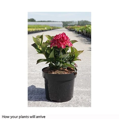 Hydrangea Macrophylla 'Merveille Sanguine' 2 Hydrangea Macrophylla 'Merveille Sanguine' - Image 2