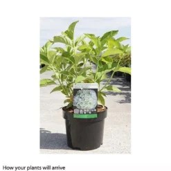 Hydrangea Macrophylla 'Mme E. Mouillere' 12 Hydrangea Macrophylla 'Mme E. Mouillere' -Fresh Sprout HYDR T66239 A h