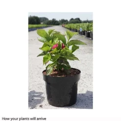 Fresh Sprout -Fresh Sprout HYDR T66243 A h