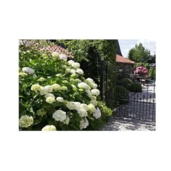 Fresh Sprout -Fresh Sprout HYDR T66244 A h