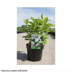 Hydrangea Macrophylla 'Soeur Therese' -Fresh Sprout HYDR T66244 B h