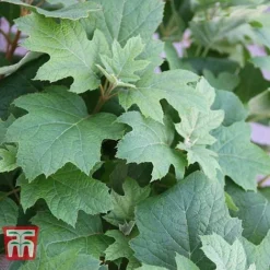 Hydrangea Quercifolia 'Snow Queen' 8 Hydrangea Quercifolia 'Snow Queen' -Fresh Sprout HYDR T66254 C