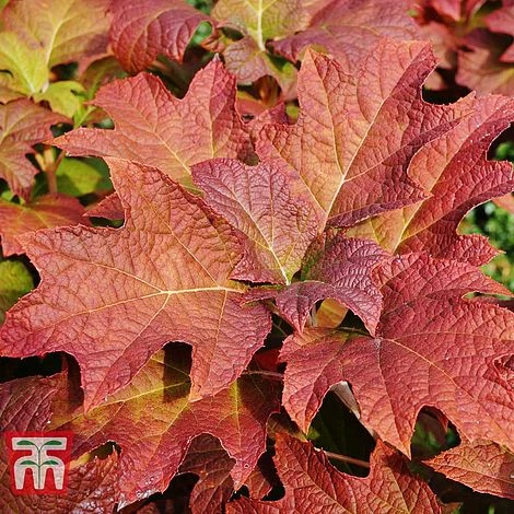 Hydrangea Quercifolia 'Snow Queen' 4 Hydrangea Quercifolia 'Snow Queen' - Image 4