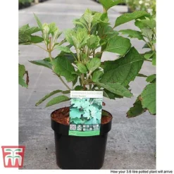 Hydrangea Quercifolia 'Snow Queen' 10 Hydrangea Quercifolia 'Snow Queen' -Fresh Sprout HYDR T66254 E