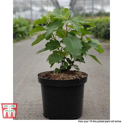 Hydrangea Quercifolia 'Snow Queen' 6 Hydrangea Quercifolia 'Snow Queen' - Image 6