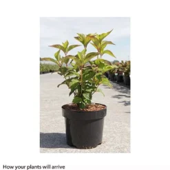 Hydrangea Serrata 'Avelroz' 5 Hydrangea Serrata 'Avelroz' -Fresh Sprout HYDR T66256 A h