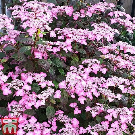 Hydrangea Serrata 'Avelroz' 1 Hydrangea Serrata 'Avelroz'