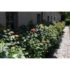 Hydrangea Macrophylla 'Alpengluehen' 6 Hydrangea Macrophylla 'Alpengluehen' -Fresh Sprout HYDR T67973 A h