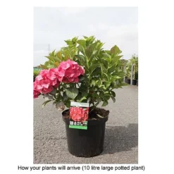 Hydrangea Macrophylla 'Alpengluehen' 7 Hydrangea Macrophylla 'Alpengluehen' -Fresh Sprout HYDR T67973 B h