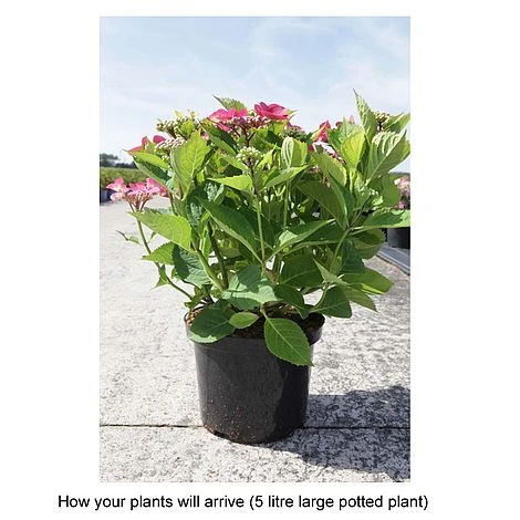 Hydrangea Macrophylla 'Kardinal' (Teller Red) 2 Hydrangea Macrophylla 'Kardinal' (Teller Red) - Image 2