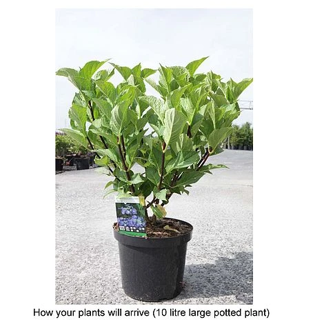 Hydrangea Macrophylla 'Zorro' 2 Hydrangea Macrophylla 'Zorro' - Image 2