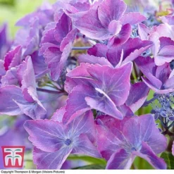 Hydrangea Macrophylla 'Black Diamonds Shining Angel Blue' -Fresh Sprout HYDR T79741 C1