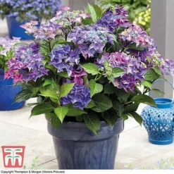 Hydrangea Macrophylla 'Black Diamonds Shining Angel Blue' -Fresh Sprout HYDR T79741 E1