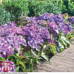 Hydrangea Macrophylla 'Black Diamonds Shining Angel Blue' -Fresh Sprout HYDR T79741 F1