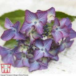 Hydrangea Macrophylla 'Black Diamonds Shining Angel Blue' -Fresh Sprout HYDR T79741 G1