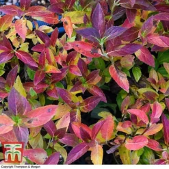 Hydrangea 'Runaway Bride' 24 Hydrangea 'Runaway Bride' -Fresh Sprout HYDR TKA1041 AA1