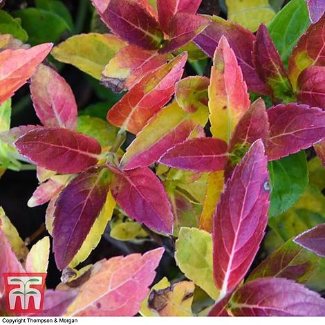 Hydrangea 'Runaway Bride' 6 Hydrangea 'Runaway Bride' - Image 6