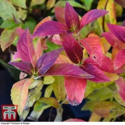 Hydrangea 'Runaway Bride' 26 Hydrangea 'Runaway Bride' -Fresh Sprout HYDR TKA1041 CC1