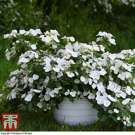 Hydrangea 'Runaway Bride' 9 Hydrangea 'Runaway Bride' - Image 9