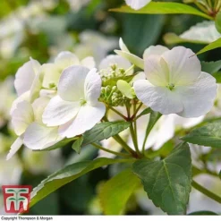Hydrangea 'Runaway Bride' 38 Hydrangea 'Runaway Bride' -Fresh Sprout HYDR TKA1041 L