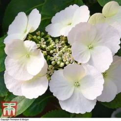 Hydrangea 'Runaway Bride' 33 Hydrangea 'Runaway Bride' -Fresh Sprout HYDR TKA1041 M
