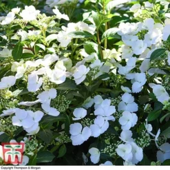 Hydrangea 'Runaway Bride' 34 Hydrangea 'Runaway Bride' -Fresh Sprout HYDR TKA1041 Q