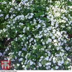 Hydrangea 'Runaway Bride' 31 Hydrangea 'Runaway Bride' -Fresh Sprout HYDR TKA1041 S