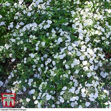 Hydrangea 'Runaway Bride' 12 Hydrangea 'Runaway Bride' - Image 12