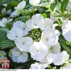 Hydrangea 'Runaway Bride' 30 Hydrangea 'Runaway Bride' -Fresh Sprout HYDR TKA1041 T