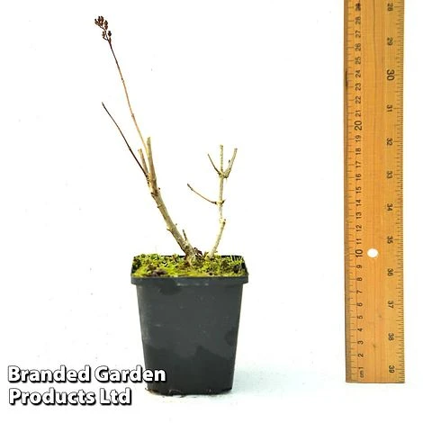 Hydrangea Paniculata 'Candlelight' 3 Hydrangea Paniculata 'Candlelight' - Image 3