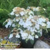 Hydrangea 'Summer Bride'
