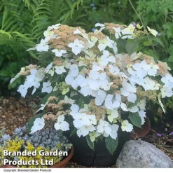 Hydrangea 'Summer Bride'
