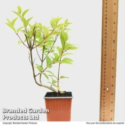 Hydrangea Paniculata 'Magical Moonlight' 7 Hydrangea Paniculata 'Magical Moonlight' -Fresh Sprout HYDR MAGICM9CM T49364