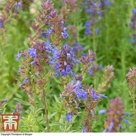 Hyssopus Officinalis 3 Hyssopus Officinalis - Image 3