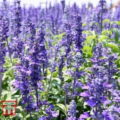 Hyssopus Officinalis