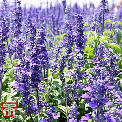 Hyssopus Officinalis 1 Hyssopus Officinalis