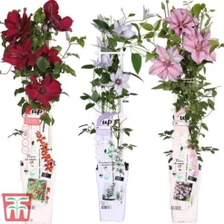 Clematis Patio Collection -Fresh Sprout How supplied
