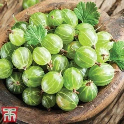 Gooseberry Collection -Fresh Sprout Inviticus
