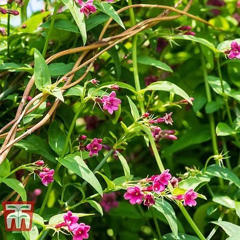 Jasminum Beesianum 1 Jasminum Beesianum