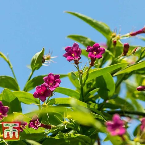 Jasminum Beesianum 2 Jasminum Beesianum - Image 2