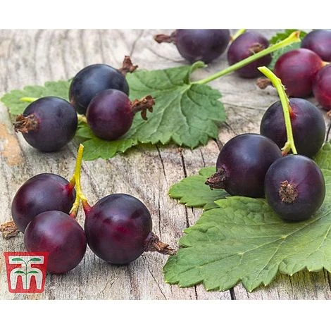 Casseille 3 Casseille - Image 3