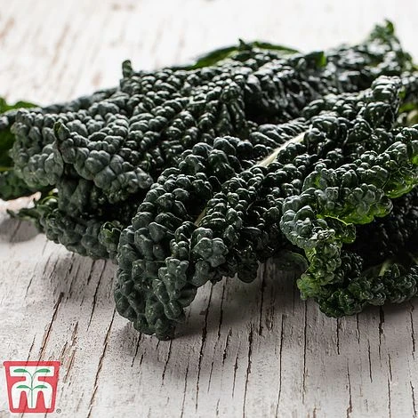 Kale 'Black Kale' 1 Kale 'Black Kale'