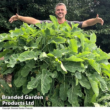 Kale 'Daubenton's Green' 1 Kale 'Daubenton's Green'