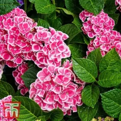 Hydrangea Macrophylla 'Camilla' -Fresh Sprout KB3620 HYDR 1