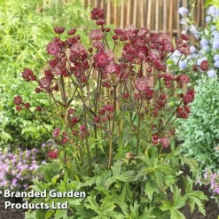 Astrantia Star Of Love 5 Astrantia Star Of Love -Fresh Sprout KC5948b