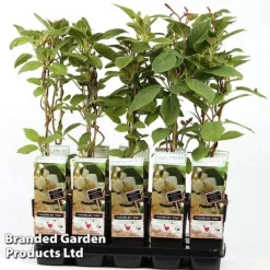 Kiwi 'Atlas' (Male Variety)