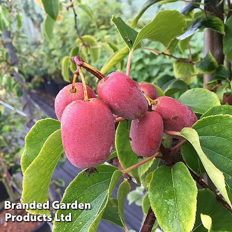 Kiwi 'Pink Jumbo' 2 Kiwi 'Pink Jumbo' - Image 2